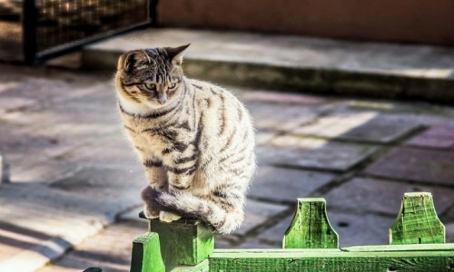 Zdjcie TURCJA / Riwiera Turecka / Bellis hotel / wlaz kotek...