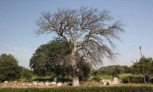 Zdjcie TURCJA / Canakkale / Troja / Drzewo