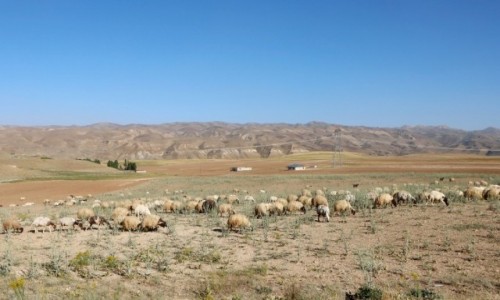 Zdjcie TURCJA / wschodnia Anatolia / Yanal / Przy granicy z Iranem