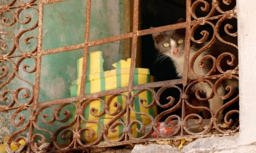 Zdjecie TURCJA / pd.-wsch. Anatolia / Diyarbakir / Obserwator