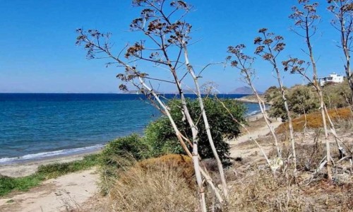 Zdjcie TURCJA / Pwysep Bodrum / Akyalar / Wybrzee