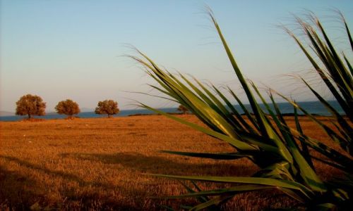 Zdjęcie TURCJA / Anatolia- Wybrzeże Egejskie / Didima / Wybrzeże Didimy