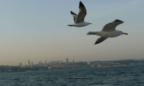 Zdjęcie TURCJA / - / istanbul / coz nawet mewy sa piekne