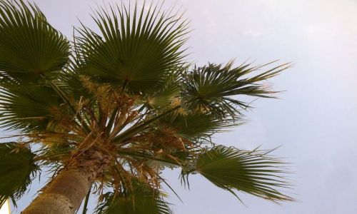 Zdjecie TURCJA / - / Kargicak / palma