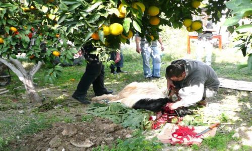 Zdjecie TURCJA / Antalia / Coklakli / Kurban Bajram - wito ofiarowania 1