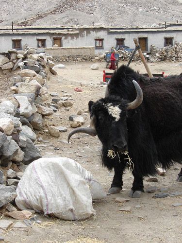 Zdjęcia: Rongphu Monastery, Tingri, yak korkociąg ;), TYBET Zdjęcia: Rongphu Monastery, Tingri, yak korkociąg ;), TYBET
