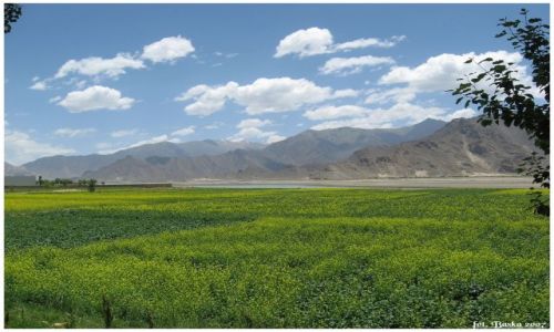 Zdjecie TYBET / Himalaje / okol.Shigatse / Z cyklu Zielone pola Tybetu