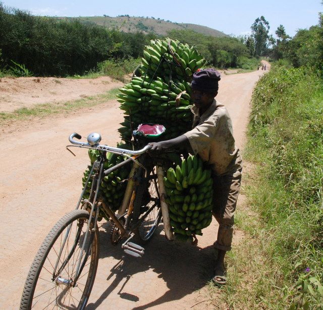 Zdjęcia: droga, Bakijurura, Dostawca bananów, UGANDA Zdjęcia: droga, Bakijurura, Dostawca bananów, UGANDA
