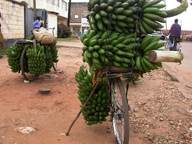 Zdjęcia: uganda, transport bananów z kongo, UGANDA Zdjęcia: uganda, transport bananów z kongo, UGANDA
