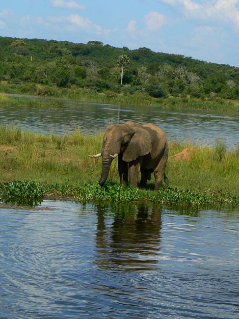 Zdjęcia: Murchison Falls NP, UGANDA Zdjęcia: Murchison Falls NP, UGANDA