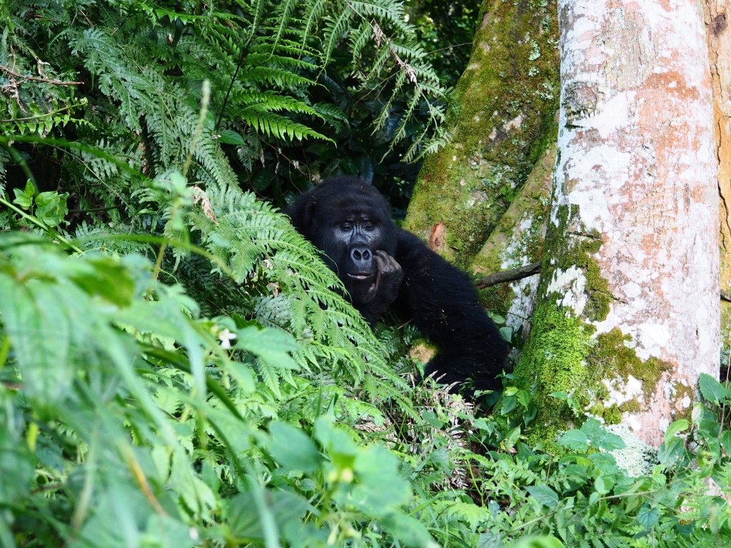 Zdjęcia: Buchoma, Bwindi National Park, UGANDA Zdjęcia: Buchoma, Bwindi National Park, UGANDA