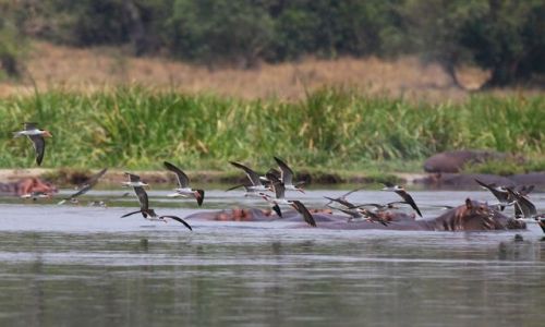 Zdjcie UGANDA / Murchison Falls NP / Victoria Nile / Nad Nilem Wiktorii