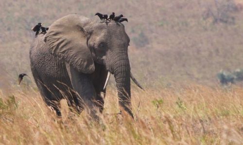 Zdjecie UGANDA / Murchison Falls NP / Murchison Falls NP / Dla Nitkaski - z samochodu