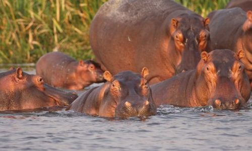 Zdjecie UGANDA / Murchison Falls NP / Victoria Nile / W Afryce te s hipopotamy