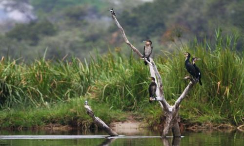 Zdjecie UGANDA / Murchison Falls NP / Victoria Nile / Wolnych miejsc brak