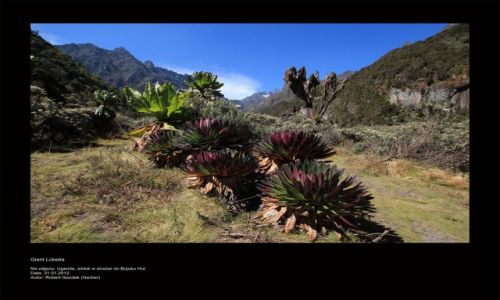 Zdjcie UGANDA / - / Rwenzori / Giant lobelia