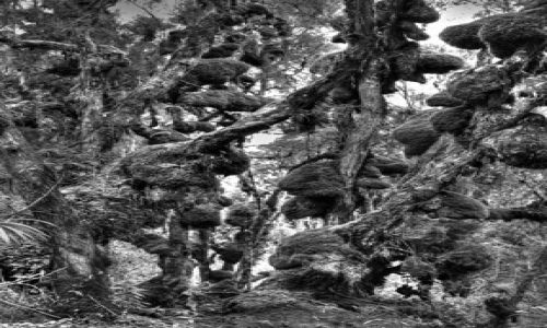 Zdjcie UGANDA / Rwenzori / Rwenzori / Pierwotna dungla