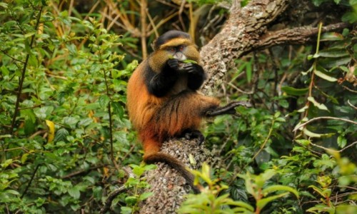 Zdjecie UGANDA / Kisoro / Mgahinga Gorilla National Park / Golden Monkey (koczkodan zoty)