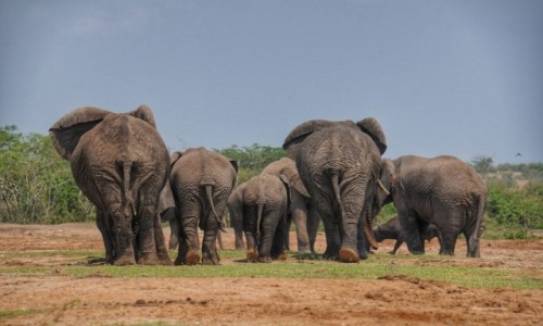 Zdjecie UGANDA / Queen Elizabeth National Park / Kazinga Chanel / Fochy lokalnych celebrytw