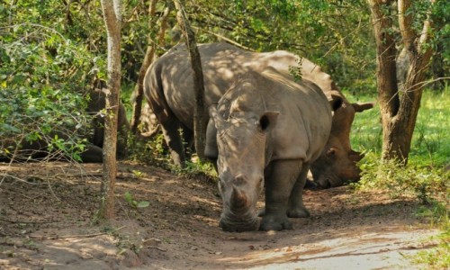 Zdjcie UGANDA / Nakasongola / Ziwa Rhino Sanctuary / Oko w oko z nosorocem