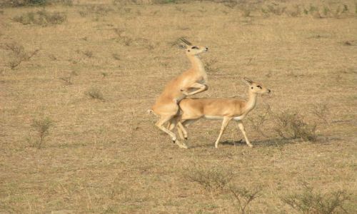 Zdjęcie UGANDA / brak / Murchison Falls / chwila