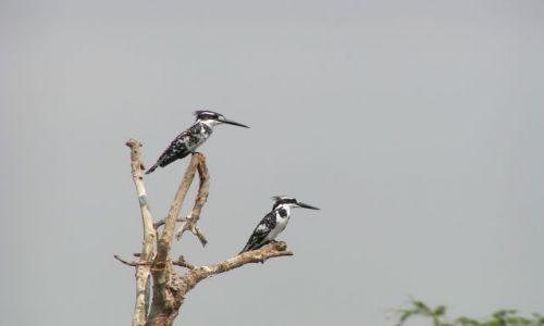 Zdjecie UGANDA / brak / Murchison Falls / ptaki