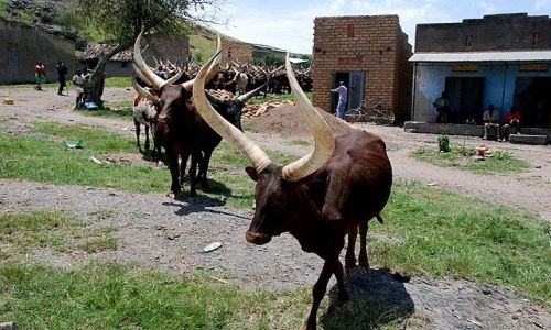 Zdjecie UGANDA / Mweza / Jezioro Mburo / Rogate
