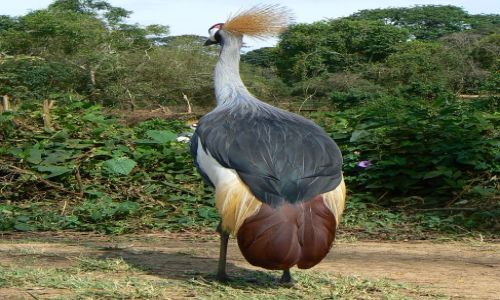 Zdjecie UGANDA / - / Entebbe Zoo / Koronnik Szary