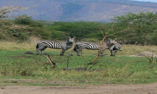 Zdjecie UGANDA / - / Park Narodowy Lake Mburo / Typowe afrykaskie klimaty :)