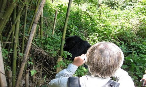 Zdjęcie UGANDA / Mgahinga national park / wulkan Mount Gahinga / bliskie spotkania 3 stopnia