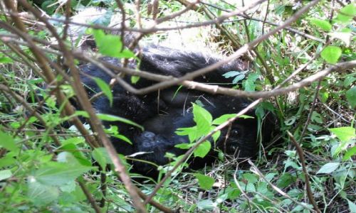 Zdjęcie UGANDA / Mgahinga national park / wulkan Mount Gahinga / macierzyństwo