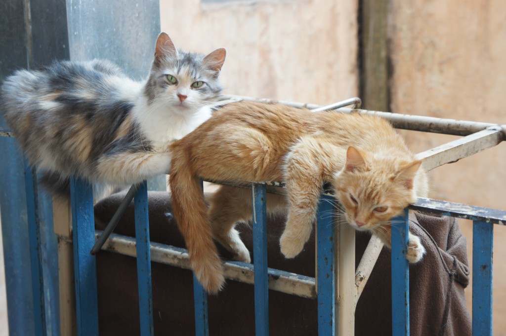 Zdjęcia: Lwów, Zachodnia Ukraina, Kocia siesta, UKRAINA Zdjęcia: Lwów, Zachodnia Ukraina, Kocia siesta, UKRAINA