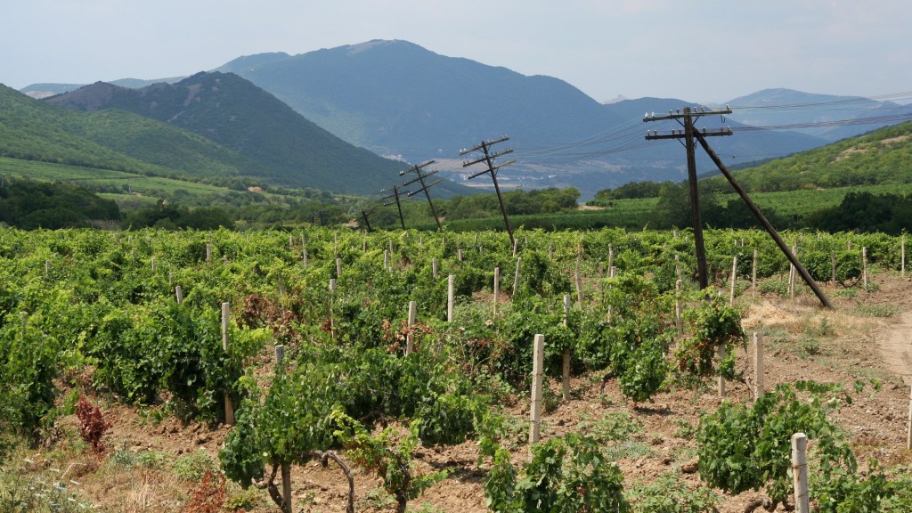 Zdjęcia: Sudak, Krym, Plantacje winorośli w okolicy Sudaka, UKRAINA Zdjęcia: Sudak, Krym, Plantacje winorośli w okolicy Sudaka, UKRAINA