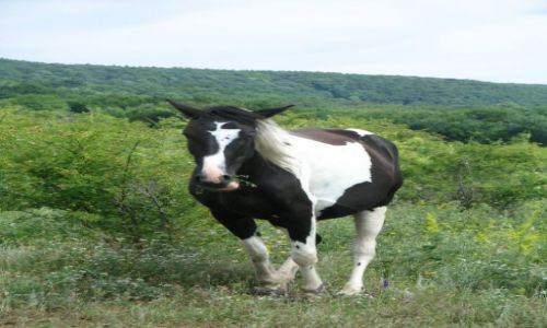 Zdjecie UKRAINA / Demerdy Czatyrdach / uczistoje / krym 2011