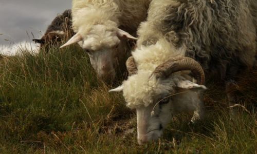 Zdjęcie UKRAINA / Karpaty Wschodnie / pasmo Swidowca / Kosiarki ....