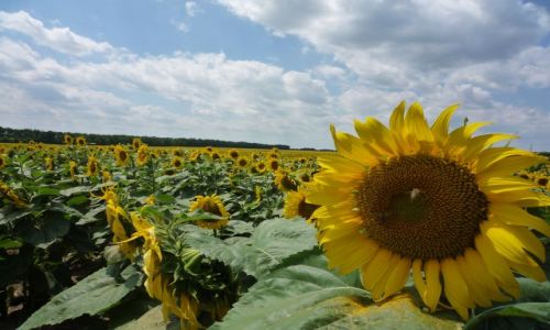 Zdjęcie UKRAINA / Vinnica / .. / Słoneczniki