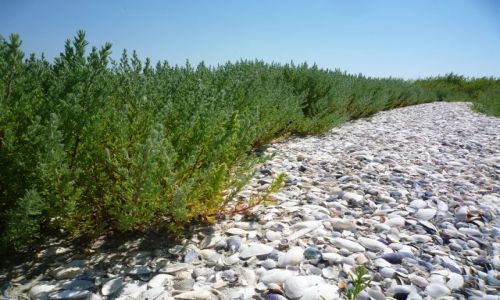 Zdjęcie UKRAINA / - / ok Odessy / Morze czarne i muszle