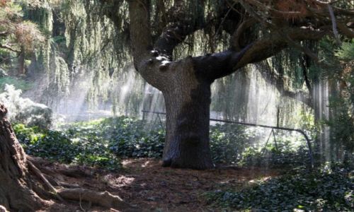 Zdjęcie UKRAINA / Krym / Nikita / Drzewo pod deszczem