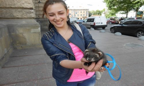 Zdjecie UKRAINA / Lww / Lww / Moda Ukrainka na spacerze z fretk