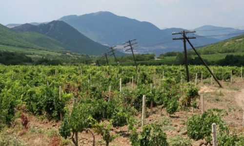 Zdjcie UKRAINA / Krym / Sudak / Plantacje winoroli w okolicy Sudaka