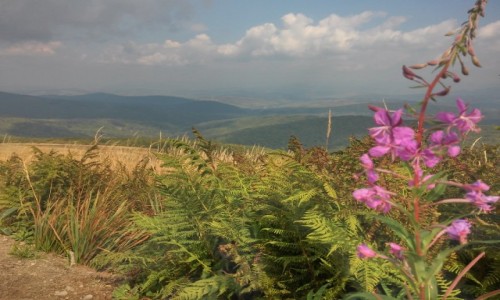 Zdjęcie UKRAINA / karpaty ukraińskie / w drodze na Pikuj / Połoniny Ukraińskie...