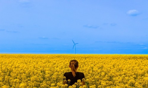 Zdjecie UKRAINA / Podole / Okolice Kamieca Podolskiego / Naturalna flaga Ukrainy