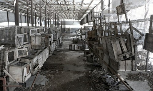 Zdjcie UKRAINA / obwd Kijowski / Czarnobyl/Prype / Czarnobyl po latach.