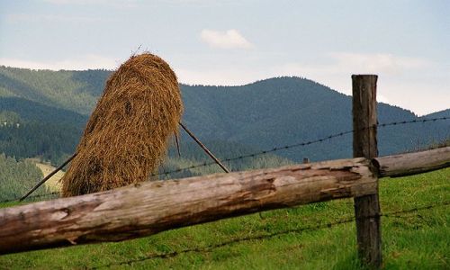 Zdjęcie UKRAINA / Czarnohora / okolice Worochty / sianokosy...
