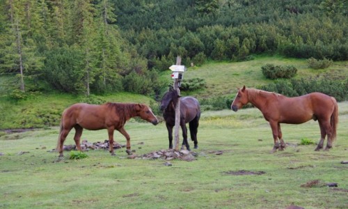 Zdjecie UKRAINA / Obw�d Iwanofrankowski / Po�onina Ruszczyna / KOnie