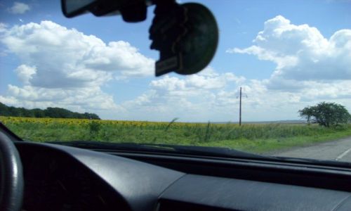 Zdjęcie UKRAINA / CZORTKÓW / OKOLICE NERKIV / SŁONECZNIKI