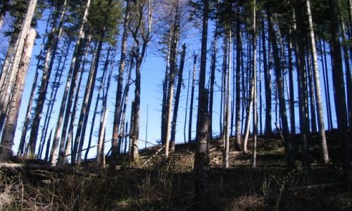 Zdjecie UKRAINA / Worochta / u podnoza gory Kukul / lasdziewiczy..