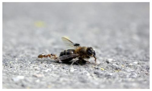 Zdjęcie UKRAINA / Cheson / brak / Walka o proteiny