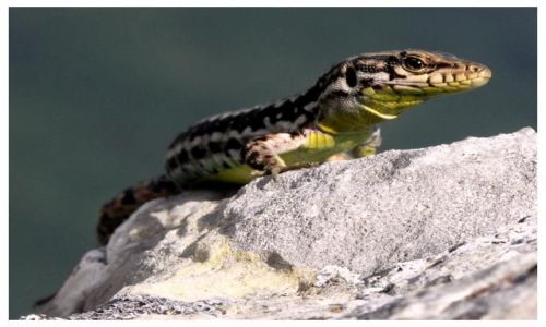 Zdj�cie UKRAINA / Krym / brak / Ciekawska