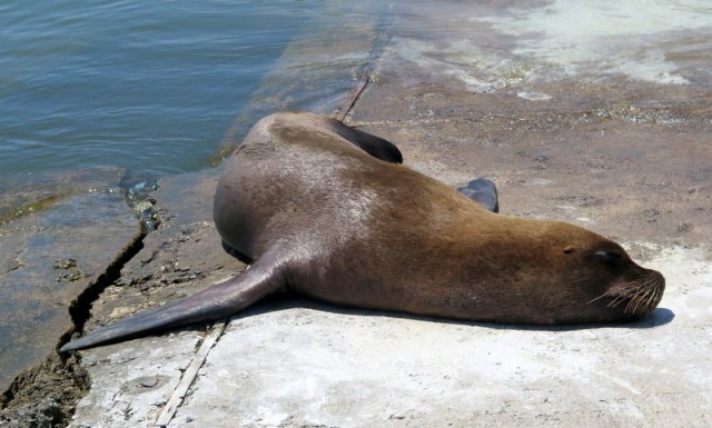 Zdj cia: Punta del Este, Maldonado, Na brzegu - Punta del Este 2, URUGWAJ